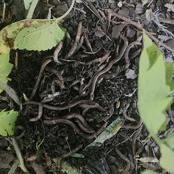 High angle view of tree roots on field