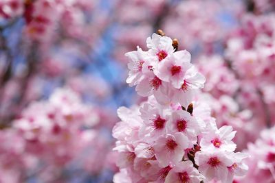 Close-up of cherry blossoms