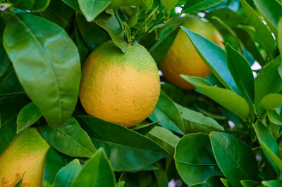 Close-up of orange fruits on tree with green leaves