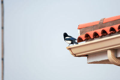 Low angle view of bird perching on roof against clear sky