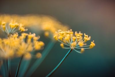 Close-up of yellow flowering plant