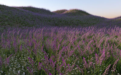 Purple flowering plants on field