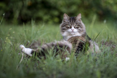 Close-up of cat on grassy field