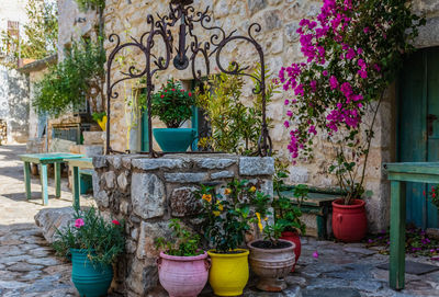 Potted plants against wall and house