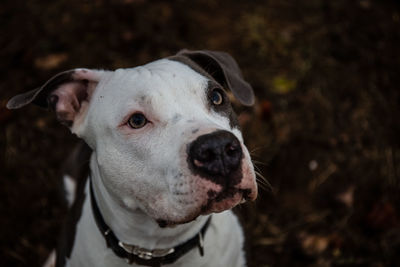 Close-up portrait of a dog