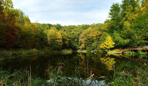 Scenic view of forest