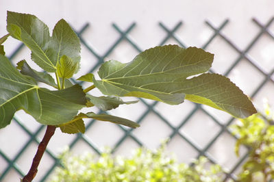 Close-up of green leaf on treillis background