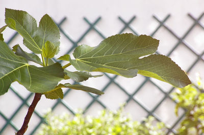 Close-up of green leaf on chainlink fence