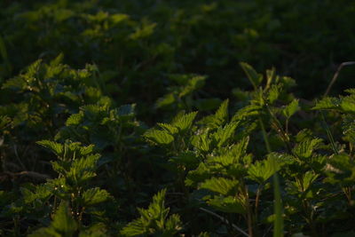 Close-up of plants growing in farm