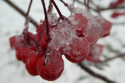 Close-up of frozen plant