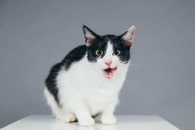 Close-up of cat on cube against gray background