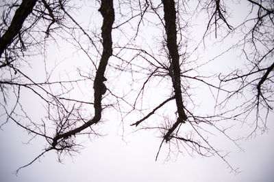 Low angle view of bare tree against clear sky