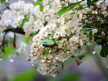 Close-up of insect on cherry blossom