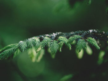 Close-up of pine tree