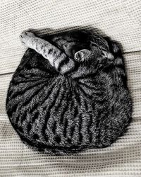 High angle view of cat resting