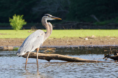 Great blue heron wading in shallow water