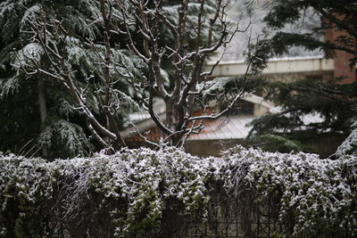 Snow covered plants against trees