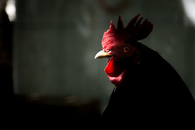 Close-up of rooster in a shadow