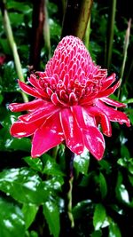 Close-up of wet red hibiscus blooming outdoors