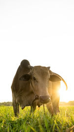 Cows on field against clear sky