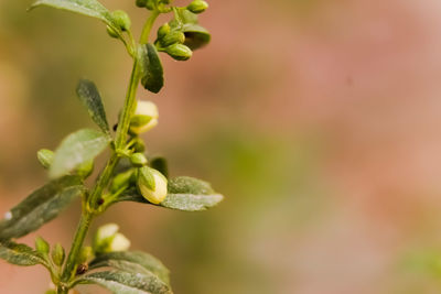 Close-up of plant