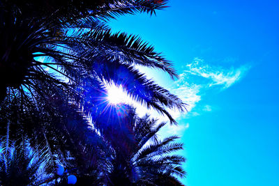 Low angle view of palm trees against blue sky