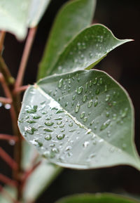 Close-up of water drops on leaves