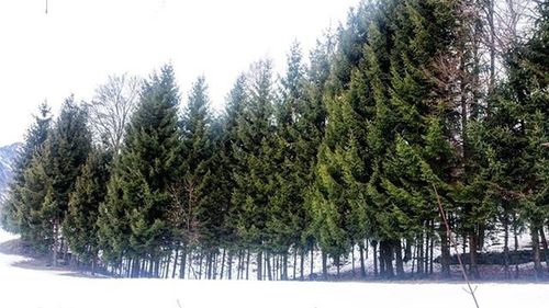 Trees growing on landscape