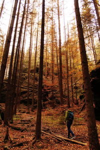 Rear view of man walking by trees in forest