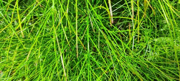 High angle view of grass on field
