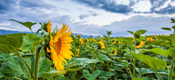 Close-up of yellow sunflower growing in field