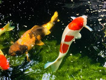 Close-up of koi carps swimming in pond