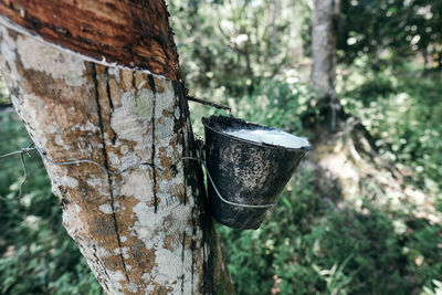 Close-up of old tree trunk in forest