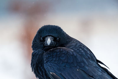 Close-up of a bird looking away