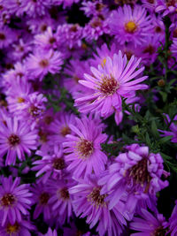 Close-up of pink flowering plants