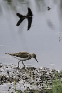 Bird on lake