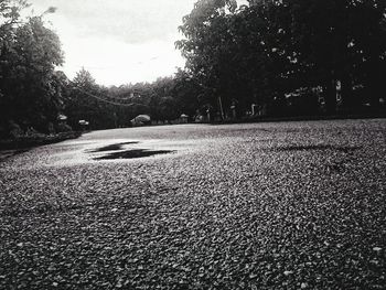 Empty road along trees