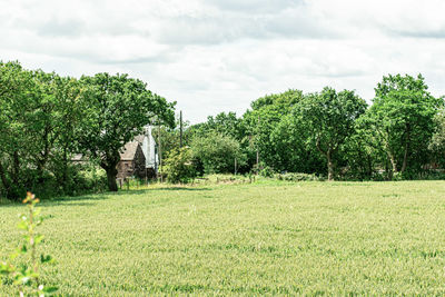 Trees on field against sky