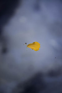 Close-up of yellow bird flying against sky