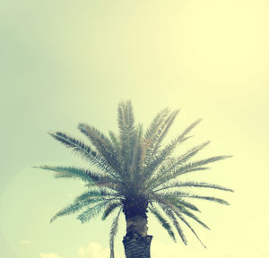 Close-up of palm tree against clear sky