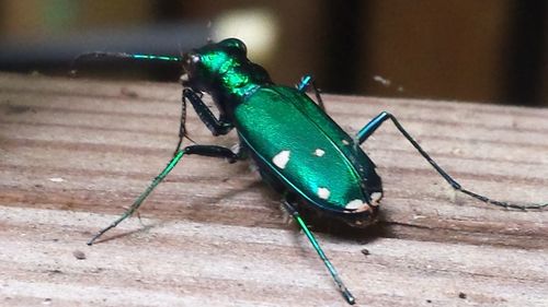 Close-up of grasshopper