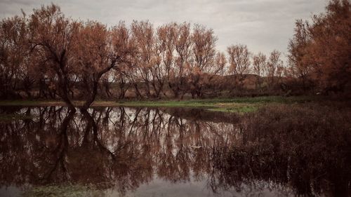 Scenic view of lake in forest against sky