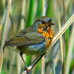 Close-up of bird perching on leaf