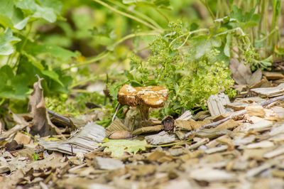 Close-up of mushroom growing on field