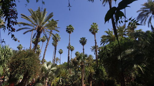 Low angle view of coconut palm trees against sky