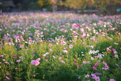 Purple flowering plants on field