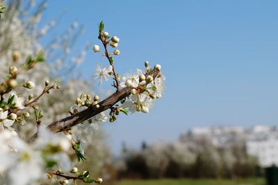 Close-up of cherry blossom against clear sky