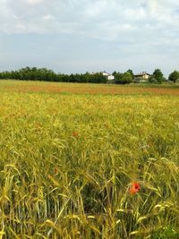 Scenic view of agricultural field against sky