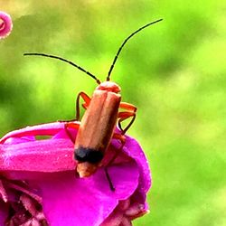 Close-up of insect on pink flower