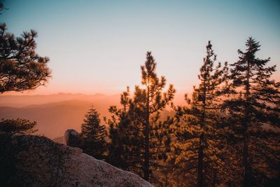 Silhouette pine trees in forest during sunset